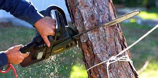 How Our Tree Care Process Works  in  Wilson Conococheague, MD