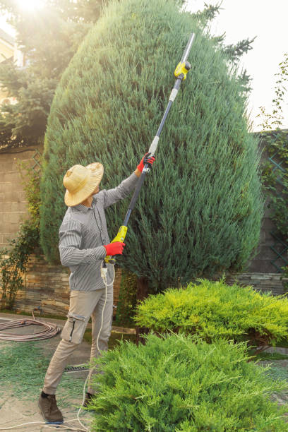 Professional Tree Services in Wilson Conococheague, MD